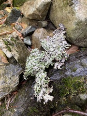 Hypogymnia occidentalis