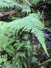 Diplazium sandwichianum