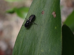Hylaeus