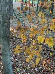 Acer leucoderme