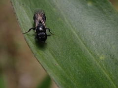 Hylaeus