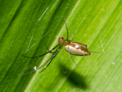 Mesida argentiopunctata