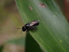 Hylaeus