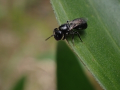 Hylaeus