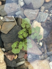 Cardamine pensylvanica