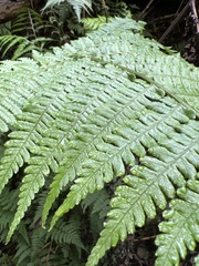 Diplazium sandwichianum