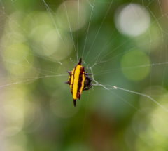 Gasteracantha fornicata