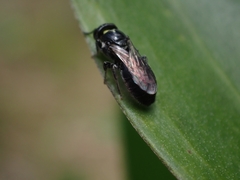 Hylaeus