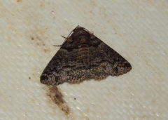 Pericyma atrifusa