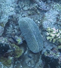 Ctenactis echinata