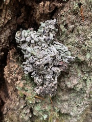 Hypogymnia occidentalis