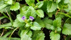 Stemodia verticillata