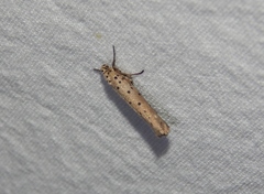 Yponomeuta griseomacula