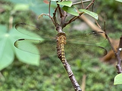 Neurothemis terminata