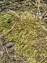 Brachythecium albicans