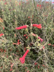 Gambelia juncea