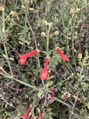 Gambelia juncea