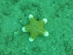 Choriaster granulatus