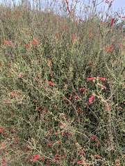 Gambelia juncea