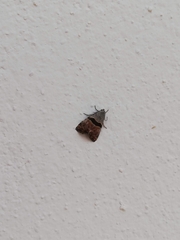 Cobubatha lixiva