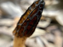 Morchella australiana