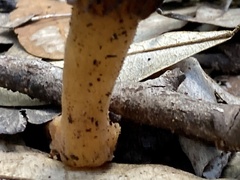 Morchella australiana