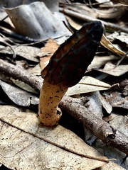 Morchella australiana
