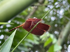 Neurothemis terminata
