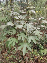 Dendropanax dentiger