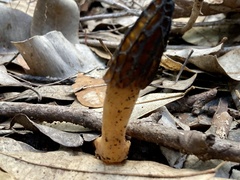 Morchella australiana
