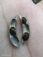 Glycine max soja