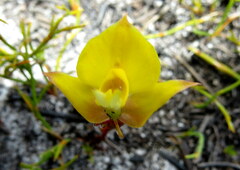 Disa tenuifolia