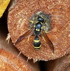Symmorphus murarius