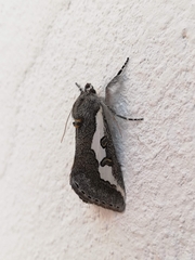 Euscirrhopterus gloveri