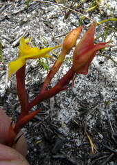 Disa tenuifolia
