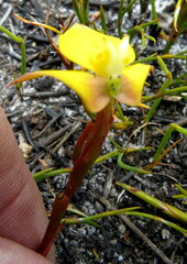 Disa tenuifolia
