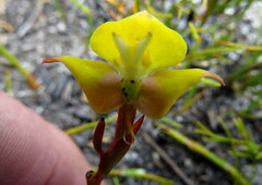 Disa tenuifolia