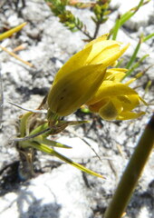 Eulophia ustulata