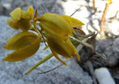 Eulophia ustulata