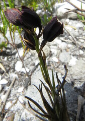 Eulophia ustulata
