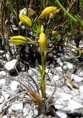 Eulophia ustulata