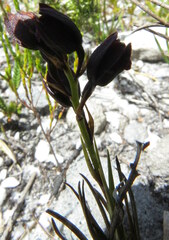 Eulophia ustulata