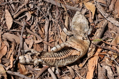 Tiliqua