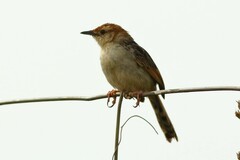 Cisticola tinniens