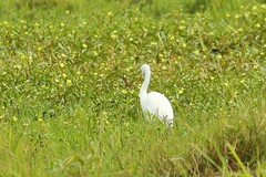 Ardea intermedia brachyrhyncha