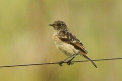 Saxicola torquatus