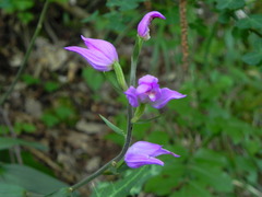 Cephalanthera rubra