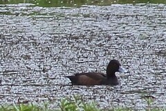 Netta erythrophthalma