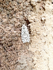 Alpenus maculosa