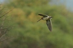 Gallinago nigripennis
